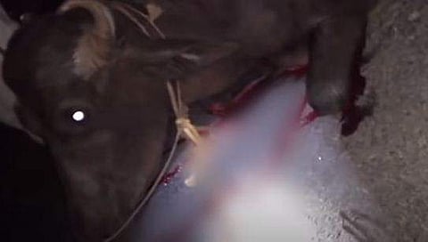 തീക്കോയി ഒറ്റയിട്ടിയില്‍ പോത്തിനെ വാഹനത്തില്‍ കെട്ടി വലിച്ചു/ ഫോട്ടോ: വീഡിയോ ദൃശ്യം