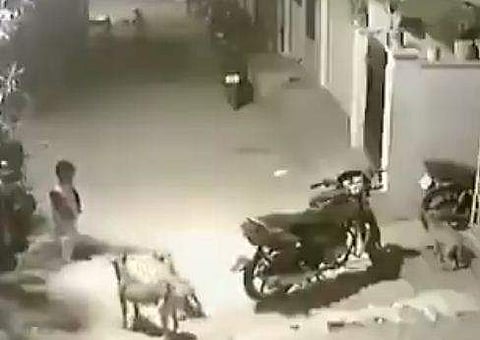 ചുറ്റും വളഞ്ഞ തെരുവ് നായ്ക്കളെ കുട്ടി നേരിടുന്നു/ ട്വിറ്റര്‍ ചിത്രം