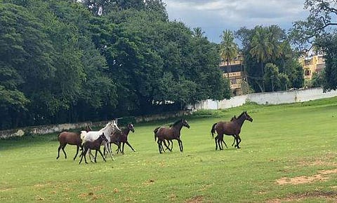 കുനിഗല്‍ സ്റ്റഡ് ഫാം