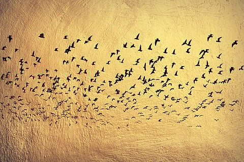 'വീണ്ടെടുപ്പ്'- ശ്രീകുമാര്‍ മുഖത്തല എഴുതിയ കവിത