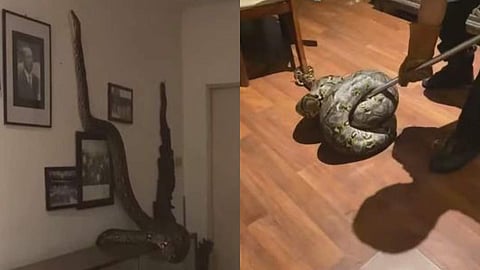 വീട്ടിനുള്ളില്‍ അകപ്പെട്ട പെരുമ്പാമ്പിനെ പിടികൂടുന്നു/ വീഡിയോ ദൃശ്യം