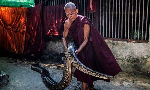 മൂര്‍ഖന്‍, അണലി...ഉഗ്രവിഷമുള്ള പാമ്പുകളെല്ലാം ഈ ആശ്രമത്തില്‍; സന്യാസിക്ക് ഇവര്‍ കൂട്ടുകാര്‍