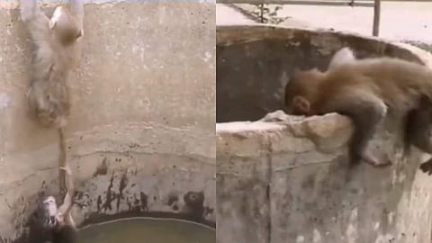 കുഞ്ഞ് കിണറ്റില്‍, പരക്കം പാഞ്ഞ് അമ്മക്കുരങ്ങ്; അവസാനം 'അറ്റകൈ പ്രയോഗം' (വീഡിയോ)