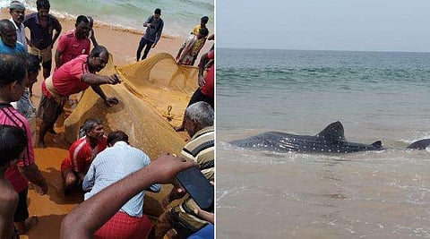 വലയിൽ കുടുങ്ങിയത് കൂറ്റൻ തിമിം​ഗല സ്രാവ്; കടലിലേക്ക് മടക്കിയയച്ച് തിരുവനന്തപുരത്തെ മത്സ്യത്തൊഴിലാളികൾ