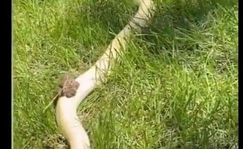 പെരുമ്പാമ്പിന്റെ പുറത്തു കയറി തവളയുടെ 'സവാരി', അമ്പരപ്പ് (വീഡിയോ)