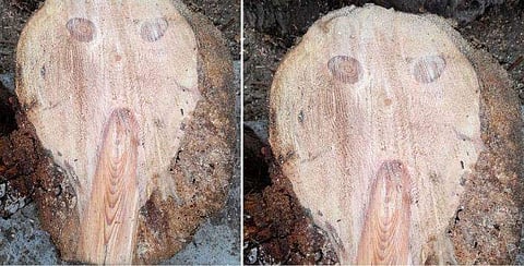 മുറിച്ചിട്ട മരത്തടിയില്‍ 'അന്യഗ്രഹ ജീവി'യുടെ രൂപം ; പേടിച്ചു വിറച്ച് തൊഴിലാളികള്‍