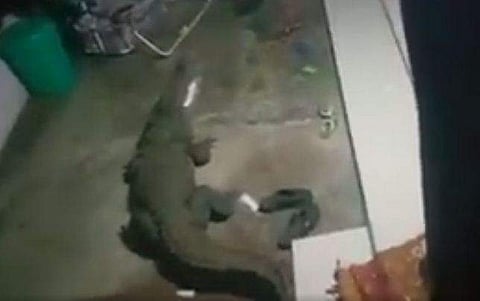 ഉറക്കമുണര്‍ന്ന് വാതില്‍ തുറന്ന വീട്ടുകാര്‍ ഞെട്ടി ; വീട്ടുവരാന്തയില്‍ ചീങ്കണ്ണി ( വീഡിയോ)