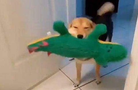 കളിപ്പാട്ടം സമ്മാനമായി കിട്ടി; സന്തോഷത്താല്‍ നൃത്തം ചെയ്ത് വളര്‍ത്തുനായ (വീഡിയോ)