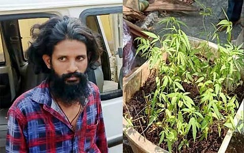 ടെറസിൽ പച്ചക്കറിക്കിടയിൽ കഞ്ചാവ് കൃഷി; വിൽപ്പന; മലപ്പുറത്ത് എൻജിനീയറിങ് ബിരുദധാരി അറസ്റ്റിൽ