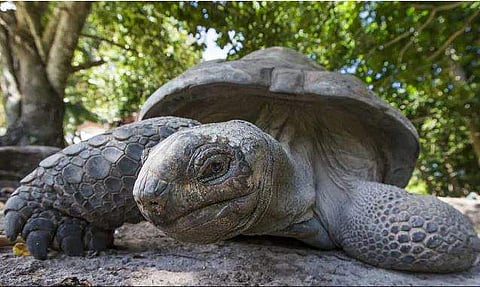 വംശനാശം വന്ന ഭീമൻ ആമ ലോണ്‍സം ജോര്‍ജ്ജിന്റെ ബന്ധുവിനെ കണ്ടെത്തി, ഗാലപ്പഗോസ് ദ്വീപിൽ കണ്ടത് പെൺആമയെ 