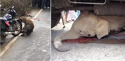 'ഈ ഭൂമി ഇവരുടേതുമാണ്'; റോഡിലൂടെ ഇഴഞ്ഞു നീങ്ങുന്ന പുള്ളിപ്പുലി, ട്രക്കിനടിയിൽപ്പെട്ട് ജീവൻ നഷ്ടമായ കുട്ടിയാന; ഉള്ളുലയ്ക്കും കാഴ്ചകൾ