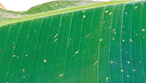 തുടര്‍ച്ചയായ ദിവസങ്ങളില്‍ 'സ്‌പ്രേ പോലെ' മഞ്ഞമഴ, പിറ്റേന്ന് ബ്രൗണ്‍ നിറം; അത്ഭുത പ്രതിഭാസം, അമ്പരപ്പോടെ നെടുമ്പാശേരിയിലെ നാട്ടുകാര്‍