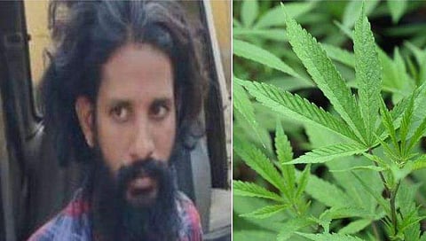 വീടിന്റെ ടെറസിന് മുകളിൽ കഞ്ചാവ് കൃഷി; 57 തൈകളുമായി യുവ എൻജിനീയറെ കൈയോടെ പൊക്കി പൊലീസ്