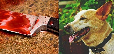 അജ്ഞാതൻ വീണ്ടുമെത്തി; വളർത്തുനായ്ക്കളുടെ കണ്ണുകൾ കുത്തിക്കീറി വടിവാൾ കൊണ്ട് വെട്ടിക്കൊല്ലുന്നു; നടുങ്ങി നാട്ടുകാർ