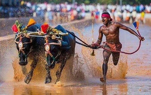 എരുമക്കൂട്ടങ്ങള്‍ക്കൊപ്പം 100 മീറ്റര്‍ 9.55 സെക്കന്റില്‍; ഉസൈന്‍ ബോള്‍ട്ടിന്റെ 9.58 സെക്കന്റ് ചെളിവെള്ളത്തില്‍ മായ്ച്ചു, ലോക റെക്കോര്‍ഡ് മറികടന്ന സമയമെന്ന് റിപ്പോര്‍ട്ട് 