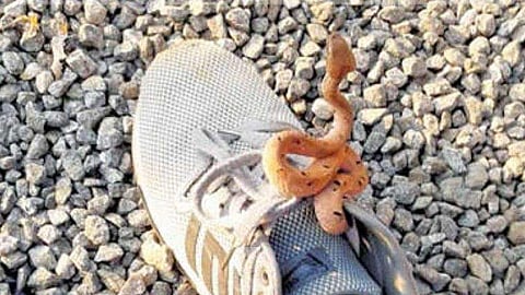 ഷൂവിനുള്ളില്‍ ഒളിച്ചിരുന്നത് ഉഗ്രന്‍ വിഷപ്പാമ്പ് ; പെണ്‍കുട്ടി രക്ഷപ്പെട്ടത് തലനാരിഴയ്ക്ക്