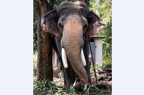 ​ഗുരുവായൂർ പത്മനാഭന്റെ ആരോ​ഗ്യ നിലയിൽ ആശങ്ക; മരുന്നുകളോട് പ്രതികരിക്കുന്നില്ല