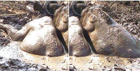 കൊമ്പുകോർത്ത് കാട്ടുപോത്തുകൾ ചതുപ്പിൽ താഴ്ന്നു ; ശ്രമകരമായ ദൗത്യത്തിനൊടുവിൽ രക്ഷപ്പെടുത്തി