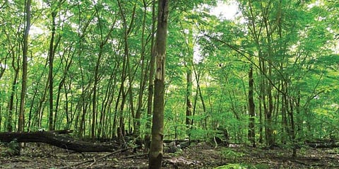 രാക്ഷസ കൊന്ന കാര്‍ന്നുതിന്നത് 45 ചതുരശ്ര കിലോമീറ്റര്‍ വനം; സെന്നയെന്ന അധിനിവേശ സസ്യം പടരുന്നു