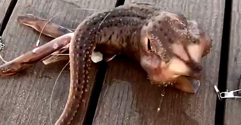 മീന്‍ പിടിക്കാന്‍ പോയവര്‍ക്ക് കിട്ടിയത് വിചിത്രജീവി; വലിയ തല, നീരാളിയുടേതിനു സമാനമായ കാലുകള്‍; വീഡിയോ