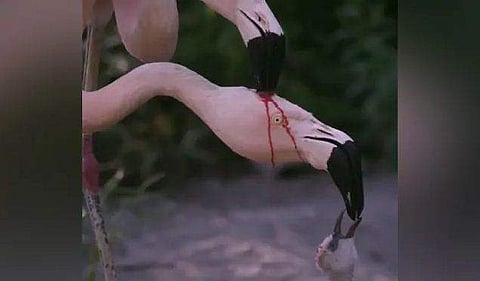 'ഇവര്‍ പരസ്പരം കലഹിക്കുകയല്ല, ഒഴുകുന്നത് ചോരയുമല്ല'; വാസ്തവം ഇത് (വീഡിയോ)