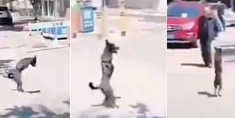 'ഇച്ഛാശക്തിയാണ് കരുത്ത്'; രണ്ട് കാലിൽ റോഡ് മുറിച്ചു കടക്കുന്ന നായ; വീഡിയോ വൈറൽ