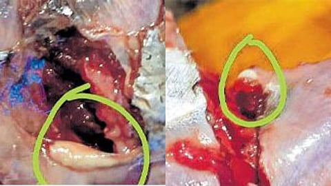 മീന്‍ നന്നാക്കുന്നതിനിടെ പുഴുക്കള്‍ 'നുരച്ചുപൊന്തി'; പരാതി