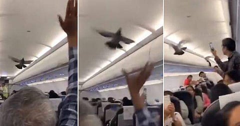 വിമാനത്തിനുള്ളില്‍ പ്രാവിന്റെ പരാക്രമം; പിടിക്കാന്‍ ശ്രമിച്ച് യാത്രക്കാര്‍; വീഡിയോ വൈറല്‍