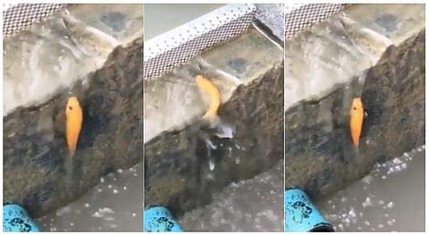 ഭിത്തിയിലൂടെ പിടിച്ചുകയറുന്ന മീന്‍! അമ്പരപ്പ്; ഇത് മീനല്ല ഡ്രാഗണ്‍ എന്ന് വിഡിയോ കണ്ടവര്‍