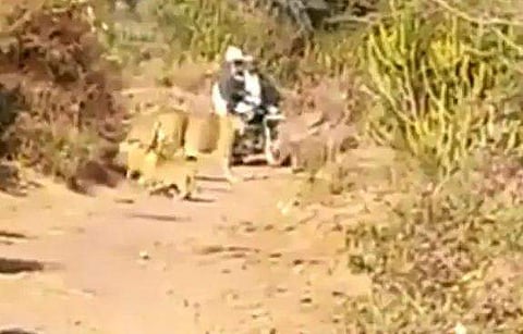 കുഞ്ഞുങ്ങളും പെണ്‍സിംഹവും, മുന്നില്‍ ബൈക്ക് യാത്രക്കാര്‍; പിന്നെ സംഭവിച്ചത് ( വീഡിയോ)