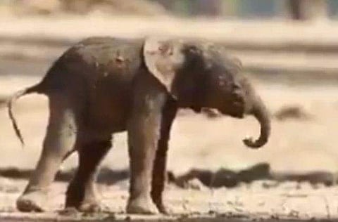 ആ കുഞ്ഞുകാലുകള്‍ ആദ്യം കാലുറപ്പിച്ച് നില്‍ക്കാന്‍ ശ്രമിച്ചു, പറ്റിയില്ല, വീണ്ടും പിടഞ്ഞ് എഴുന്നേറ്റ് ഒരു ചുവടിനായി അടുത്ത ശ്രമം; ജനിച്ചുവീണ ആനകുട്ടിയുടെ ആദ്യ മുഹൂര്‍ത്തങ്ങള്‍ ( വീഡിയോ)  