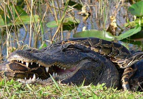 ലോക്കല്‍സിനോട് കളിവേണ്ട!; കൂറ്റന്‍ ബര്‍മീസ് പെരുമ്പാമ്പ് ചീങ്കണ്ണിയുടെ വായില്‍, നിലനില്‍പ്പിനായുളള പോരാട്ടം! (വീഡിയോ)