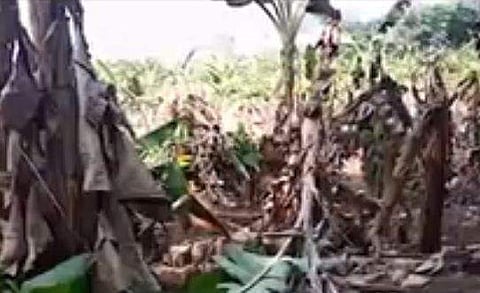 കനത്ത ചൂട്; ആയിരത്തിലേറെ വാഴകൾ കരിഞ്ഞുണങ്ങി ഒടിഞ്ഞു വീണു; വേനൽ കനക്കുന്നത് കൃഷിയിടങ്ങളെ ബാധിക്കുന്നു