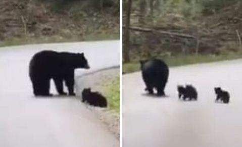 അമ്മക്കരടി മുന്നിൽ നടന്നു, പിന്നാലെ തുള്ളിച്ചാടി അവരും; സൂപ്പർ ക്യൂട്ടെന്ന് സോഷ്യൽ മീഡിയ; വീഡിയോ വൈറൽ