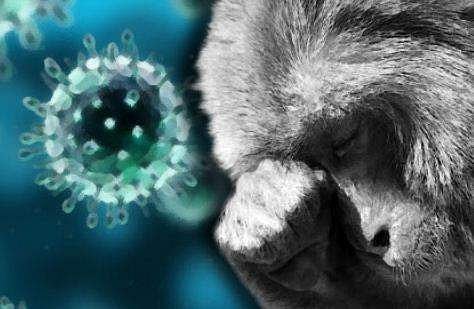 വയനാട്ടിൽ ഒരാൾക്ക് കൂടി കുരങ്ങു പനി; ചികിത്സയിലുള്ളവരുടെ എണ്ണം നാലായി