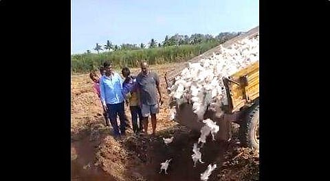 ആയിരക്കണക്കിന് കോഴികളെ ജീവനോടെ കുഴിച്ചുമൂടി, ക്രൂരം; വിഡിയോ