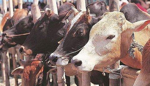 ഇനി പശുക്കളും ‘ആപ്പിൽ‘; വരുന്നു മിൽമയുടെ ‘കൗ ബസാർ’