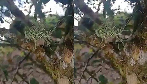 ഇങ്ങനെയൊരു വിചിത്ര ജീവിയെ ഇതിന് മുന്‍പ് നിങ്ങള്‍ കണ്ടുകാണില്ല! അമ്പരന്ന് ലോകം; വിഡിയോ