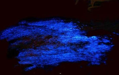 കുമ്പളങ്ങിക്കാർക്ക് 'പാരയായി' കുമ്പളങ്ങി നൈറ്റ്സ്; 'കവര്' പൂക്കുന്നത് കാണാൻ ജനപ്രവാഹം