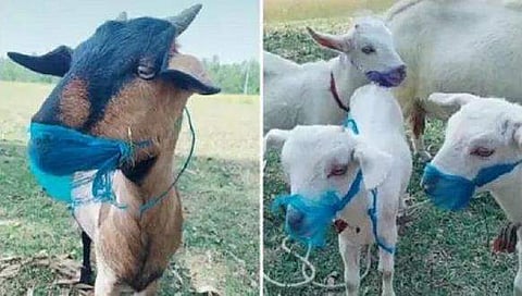 കൊറോണ ഭീതിയിൽ വളർത്തുമൃ​ഗങ്ങളും; മാസ്ക് ധരിച്ച് ആടുകളും നായ്ക്കുട്ടിയും; വൈറലായി വീഡിയോ 