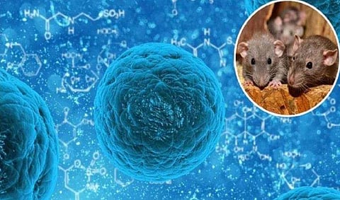 കൊറോണയ്ക്ക് പിന്നാലെ ഹാന്റ വൈറസും ; ചൈനയിൽ ഒരാൾ മരിച്ചു