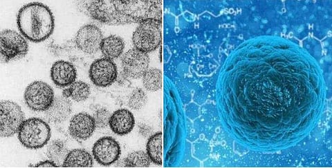 ഹാന്റ വൈറസ് അപകടകാരിയോ?; രോ​ഗലക്ഷണങ്ങളും, മരണ സാധ്യതയും ; അറിയേണ്ടതെല്ലാം