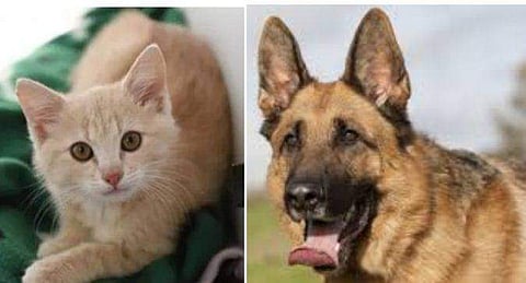 ഹോങ്കോങ്ങിൽ വളർത്തുനായകൾക്ക് കൊറോണ സ്ഥിരീകരിച്ചു, ബെൽജിയത്തിൽ പൂച്ചയ്ക്കും രോ​ഗബാധ