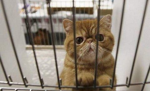 കൊറോണ ഭീതി പരത്തി പൂച്ച, ചൈനയിലേക്കു നാടു കടത്താന്‍ നീക്കം, എതിര്‍പ്പ്; വിവാദം