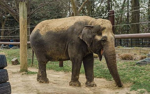 ആനമുത്തശ്ശിയ്ക്ക് ഇനി അന്ത്യവിശ്രമം; 72-ാം വയസിൽ അംബികയ്ക്ക് ദയാവധം നൽകി 