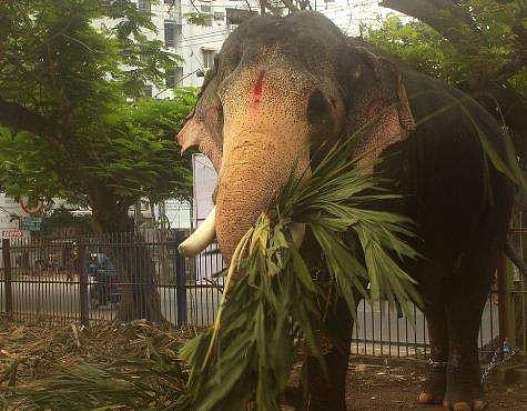 ആനകൾക്കുള്ള പട്ട കൊണ്ടു വരാനുള്ള ബുദ്ധിമുട്ട് പരിഹരിക്കും; മുഖ്യമന്ത്രി