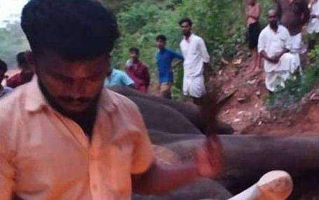 ആന കുഴഞ്ഞുവീണത് പാപ്പാന്മാർക്ക് മേലെ; നാലു പേർക്ക് പരിക്ക് 