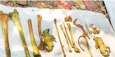 കടലുണ്ടിപ്പുഴയില്‍ തലയോട്ടിക്ക് പിന്നാലെ അസ്ഥികളും; ദുരൂഹത, അന്വേഷണം 