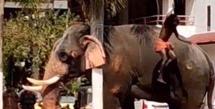 തൃശൂരിൽ രണ്ടിടത്ത് ആനകൾ ഇടഞ്ഞു; മരങ്ങൾ കുത്തി മറിച്ചിട്ടു, പാപ്പാൻമാരെ ക്ഷേത്രത്തിന് ചുറ്റും ഓടിച്ചു