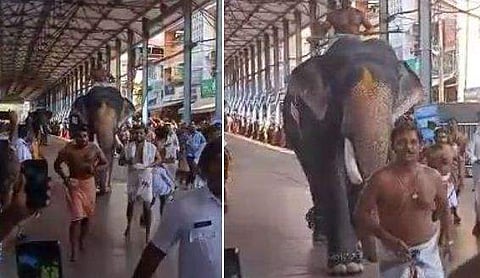 ഗുരുവായൂർ ആനയോട്ടത്തിൽ ​ഗോപീകണ്ണൻ ഒന്നാമൻ; ജേതാവാകുന്നത് തുടർച്ചയായി എട്ടാം തവണ (വീഡിയോ)